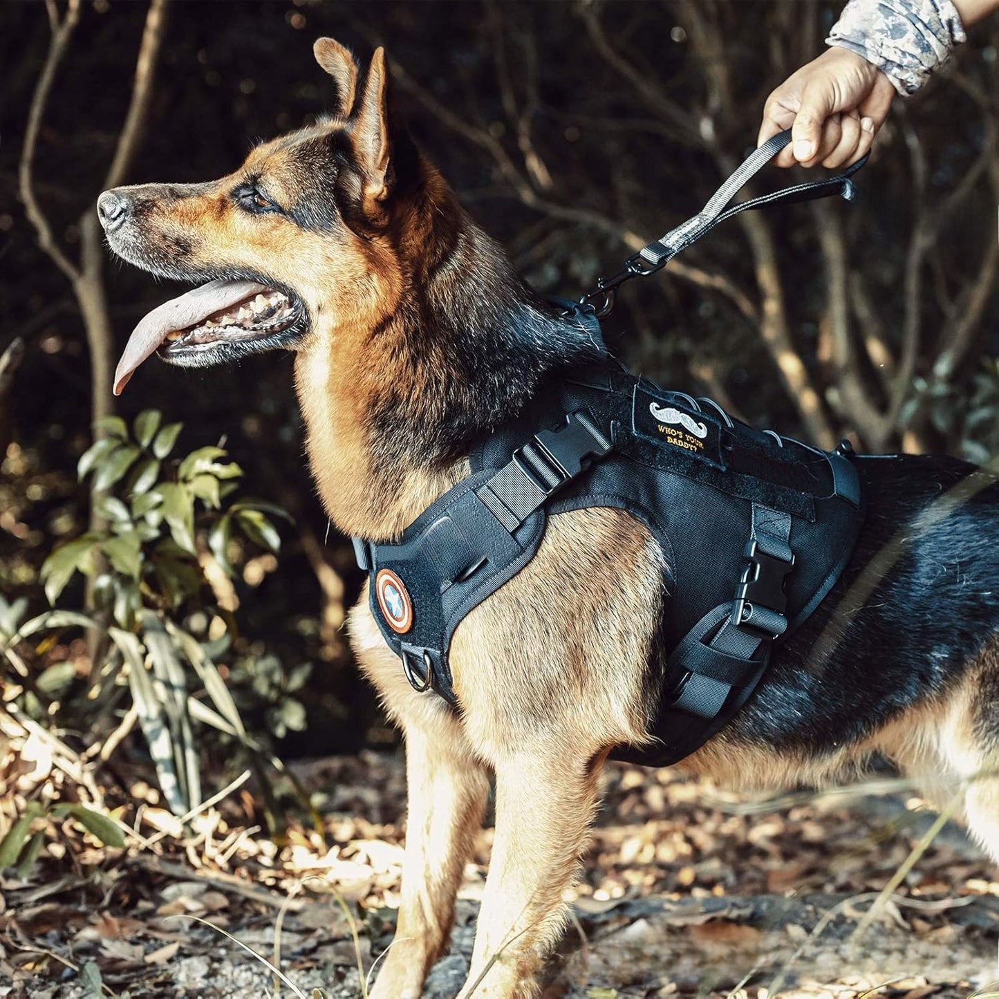 Pet harness